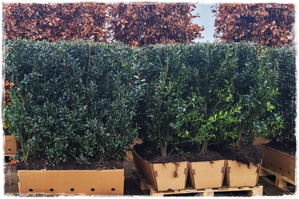 Ogród dla niecierpliwych 102 Ogród dla niecierpliwych 102