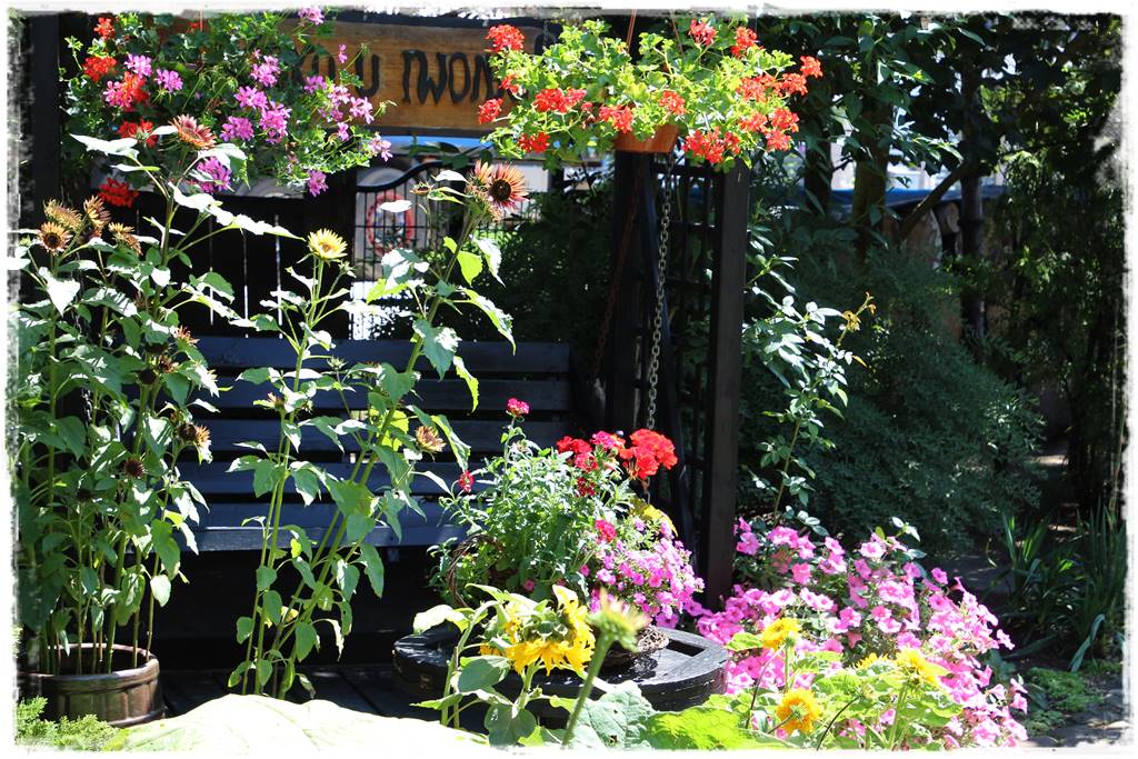 Ogród dla niecierpliwych 26 Ogród dla niecierpliwych 26