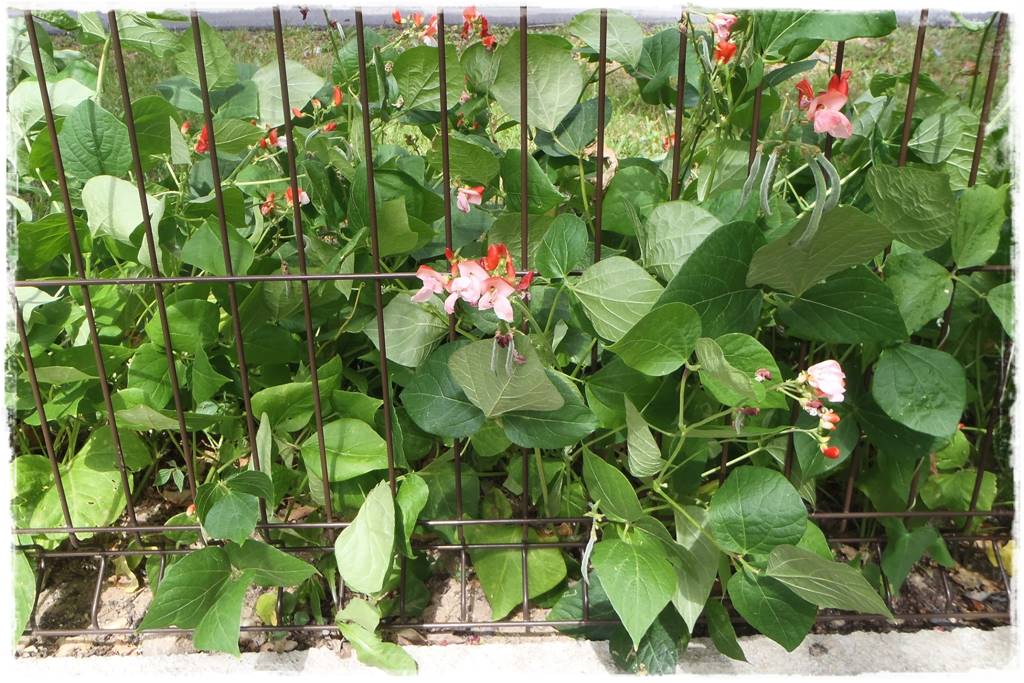 Ogród dla niecierpliwych 27 Ogród dla niecierpliwych 27