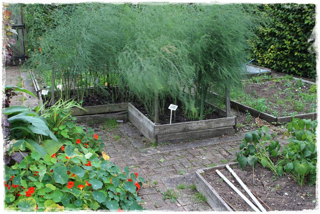 Ogród dla niecierpliwych 28 Ogród dla niecierpliwych 28