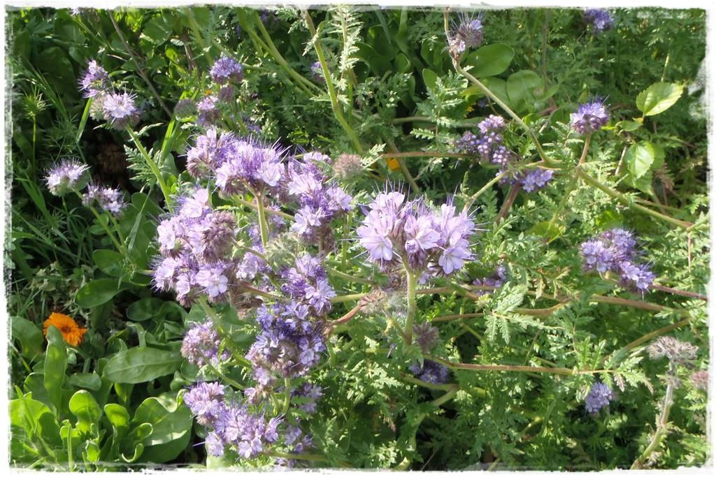 Ogród dla niecierpliwych 29 Ogród dla niecierpliwych 29