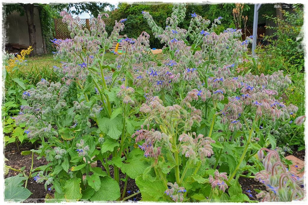 Ogród dla niecierpliwych 30 Ogród dla niecierpliwych 30