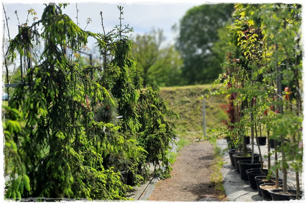 Ogród dla niecierpliwych 36 Ogród dla niecierpliwych 36