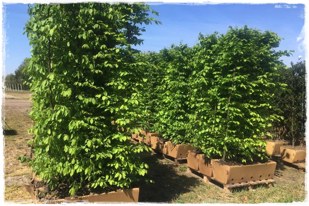 Ogród dla niecierpliwych 39a Ogród dla niecierpliwych 39a