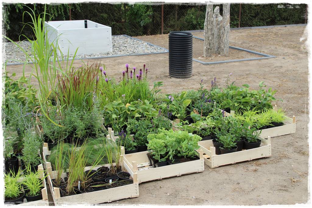 Ogród dla niecierpliwych 4 Ogród dla niecierpliwych 4