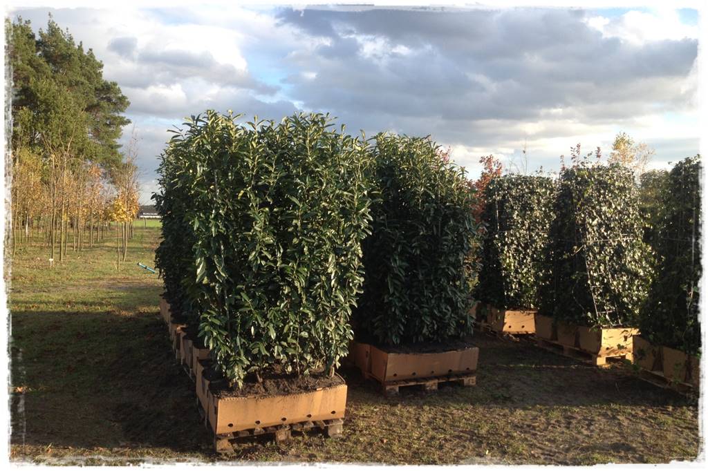 Ogród dla niecierpliwych 40 Ogród dla niecierpliwych 40