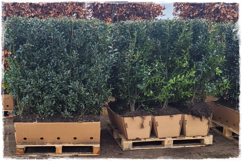 Ogród dla niecierpliwych 45 Ogród dla niecierpliwych 45