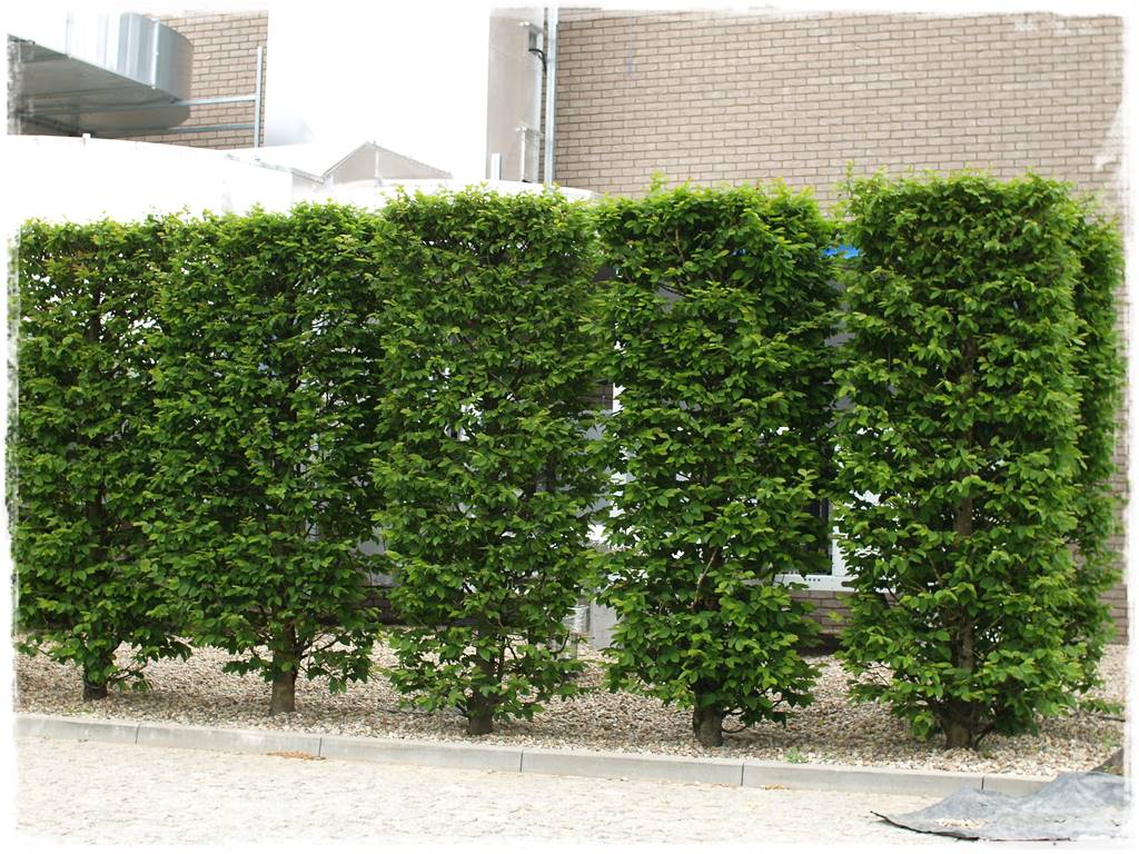 OLYMPUS DIGITAL CAMERA OLYMPUS DIGITAL CAMERA