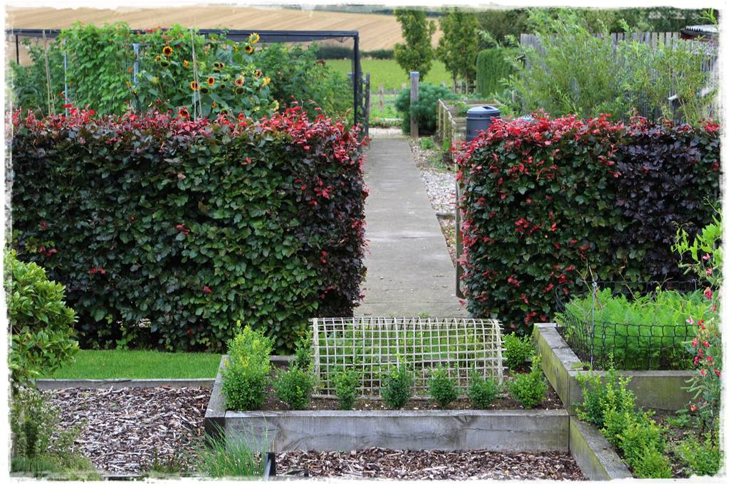 Ogród dla niecierpliwych 57a Ogród dla niecierpliwych 57a