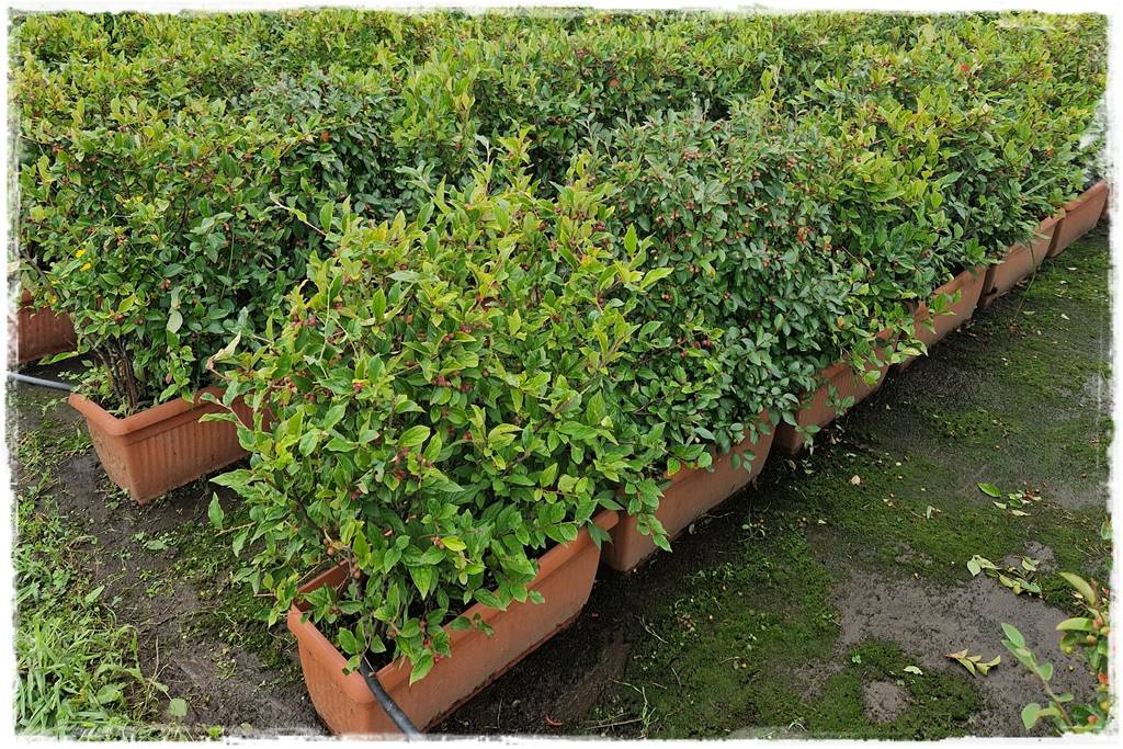 Ogród dla niecierpliwych 58b Ogród dla niecierpliwych 58b