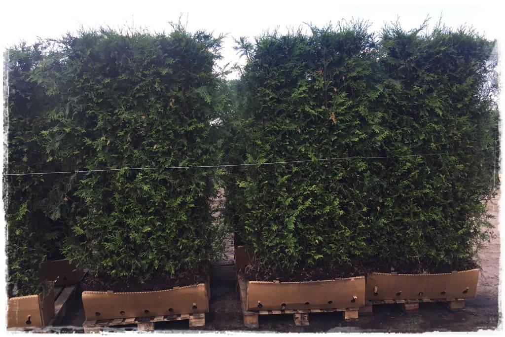 Ogród dla niecierpliwych 60 Ogród dla niecierpliwych 60