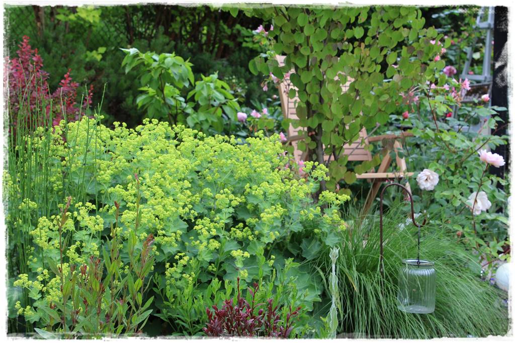 Ogród przy szeregówce 12