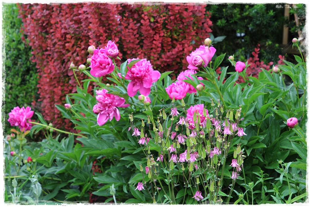 Ogród przy szeregówce 13a