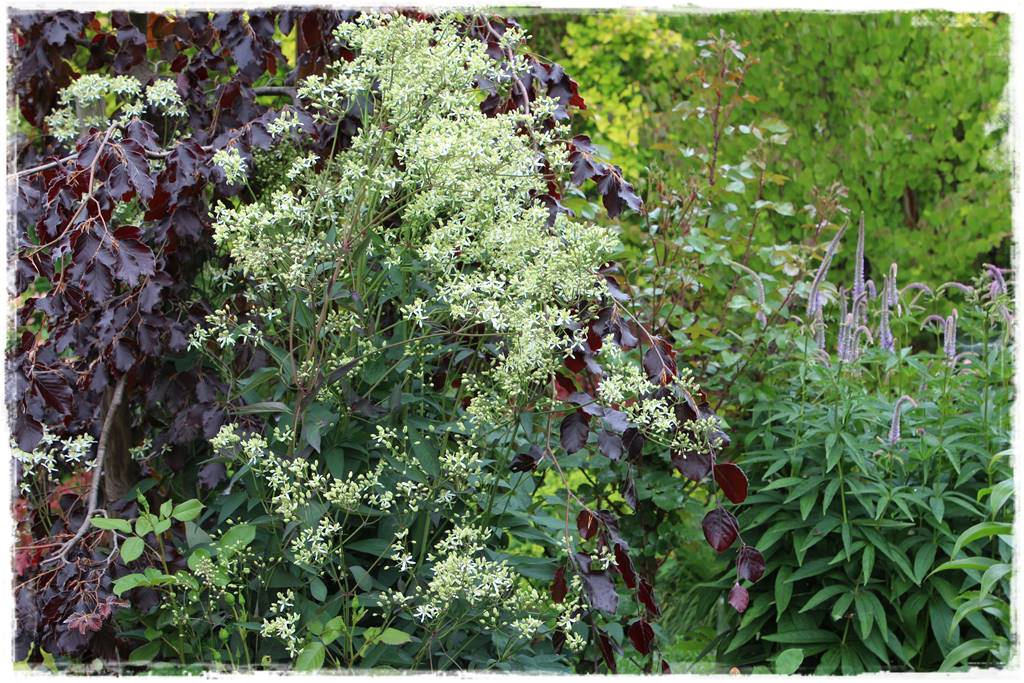 Ogród przy szeregówce 13aa