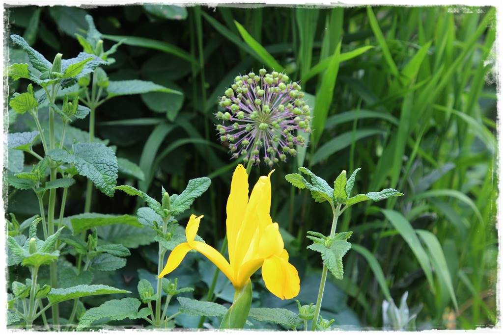 Ogród przy szeregówce 13b