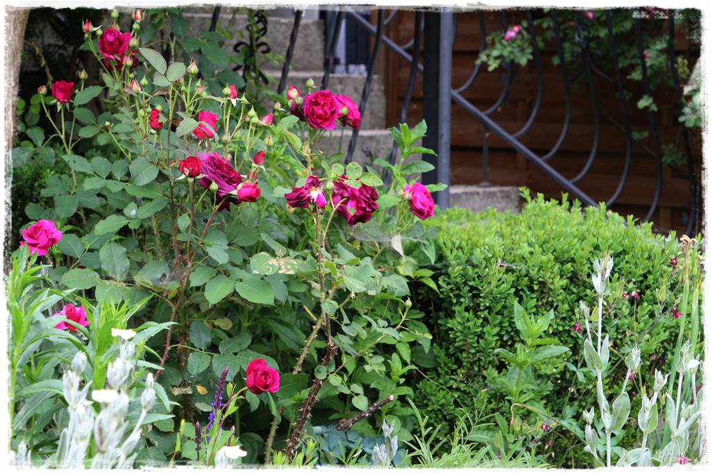 Ogród przy szeregówce 15