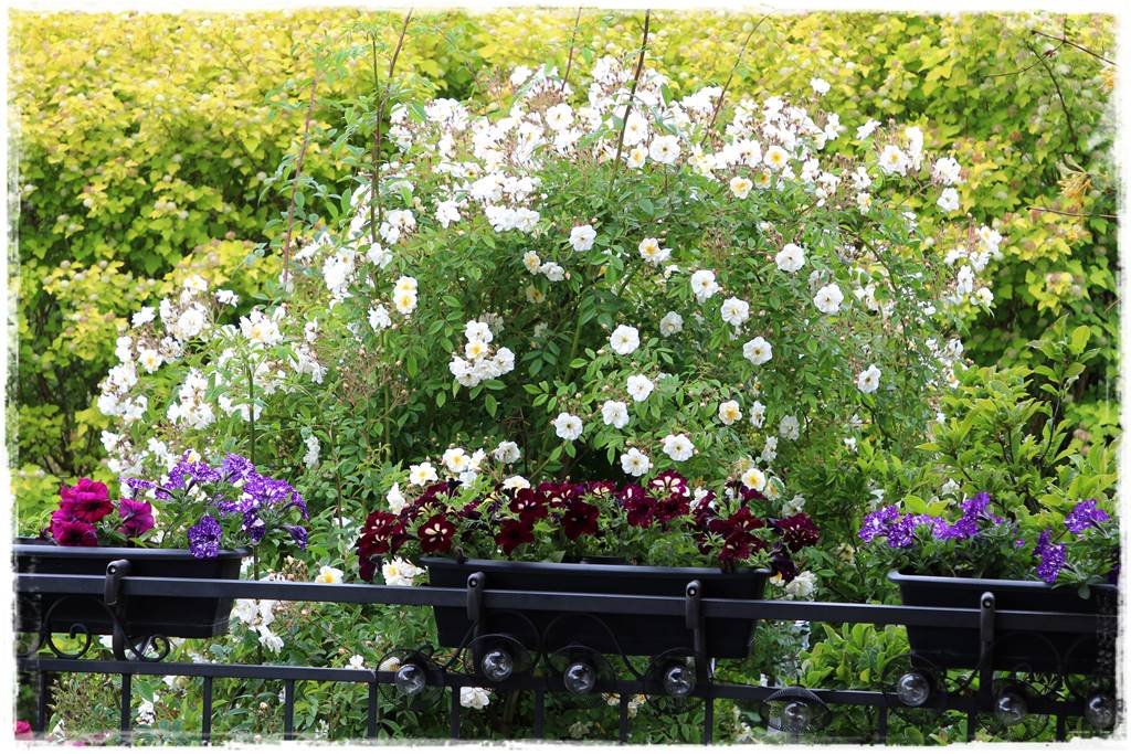 Ogród przy szeregówce 17a