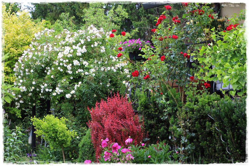 Ogród przy szeregówce 18