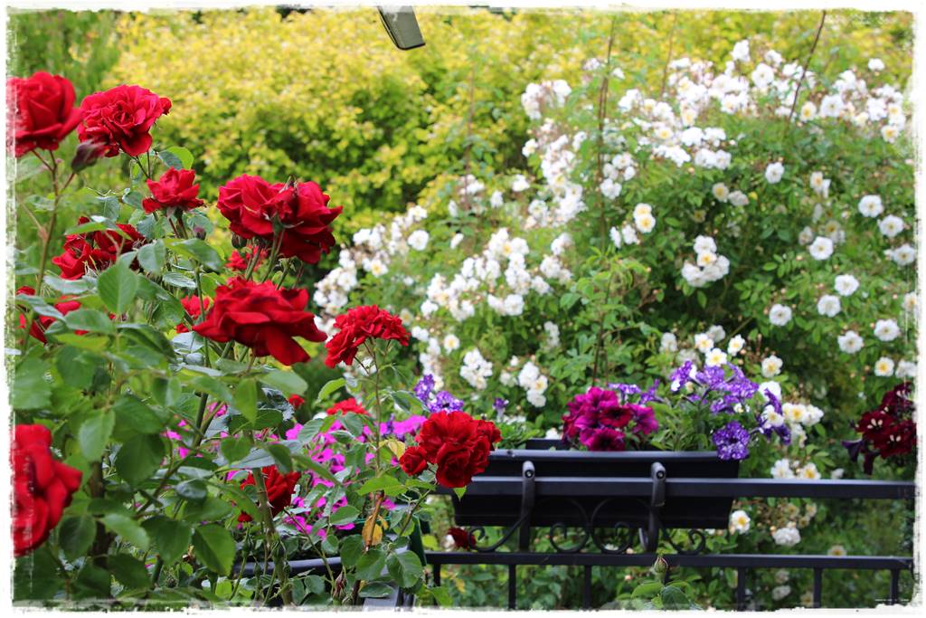 Ogród przy szeregówce 19