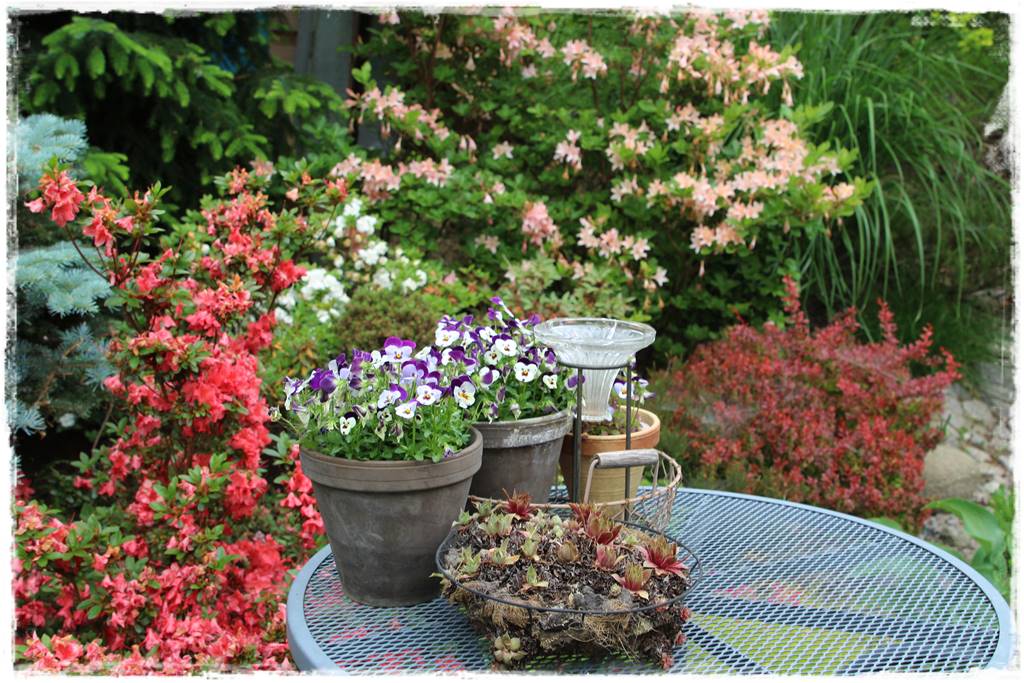 Ogród przy szeregówce 29