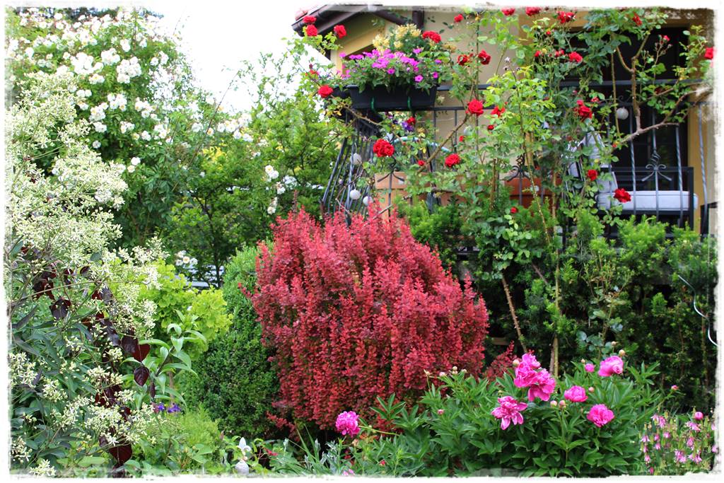 Ogród przy szeregówce 3