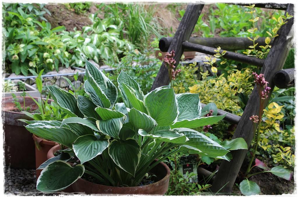 Ogród przy szeregówce 32