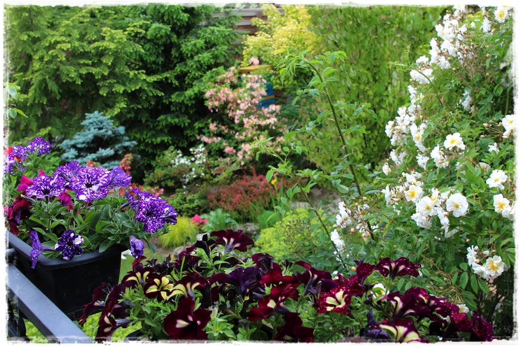 Ogród przy szeregówce 33