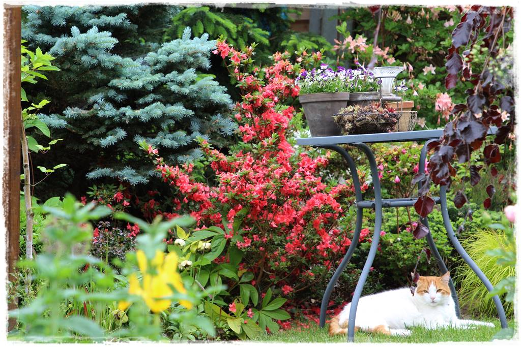 Ogród przy szeregówce 34