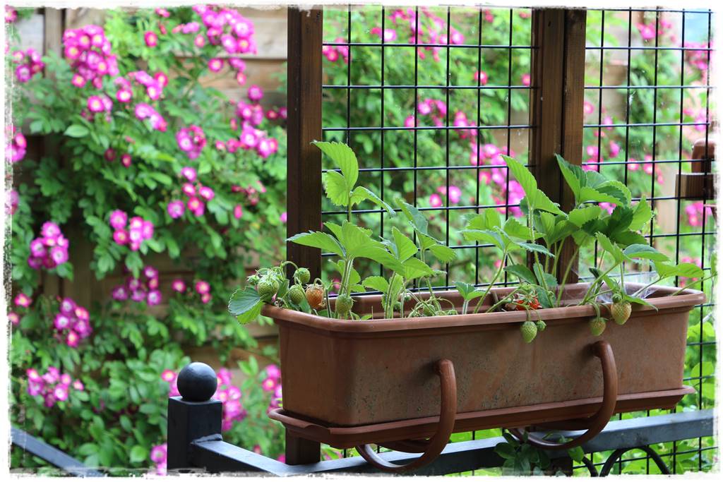 Ogród przy szeregówce 35