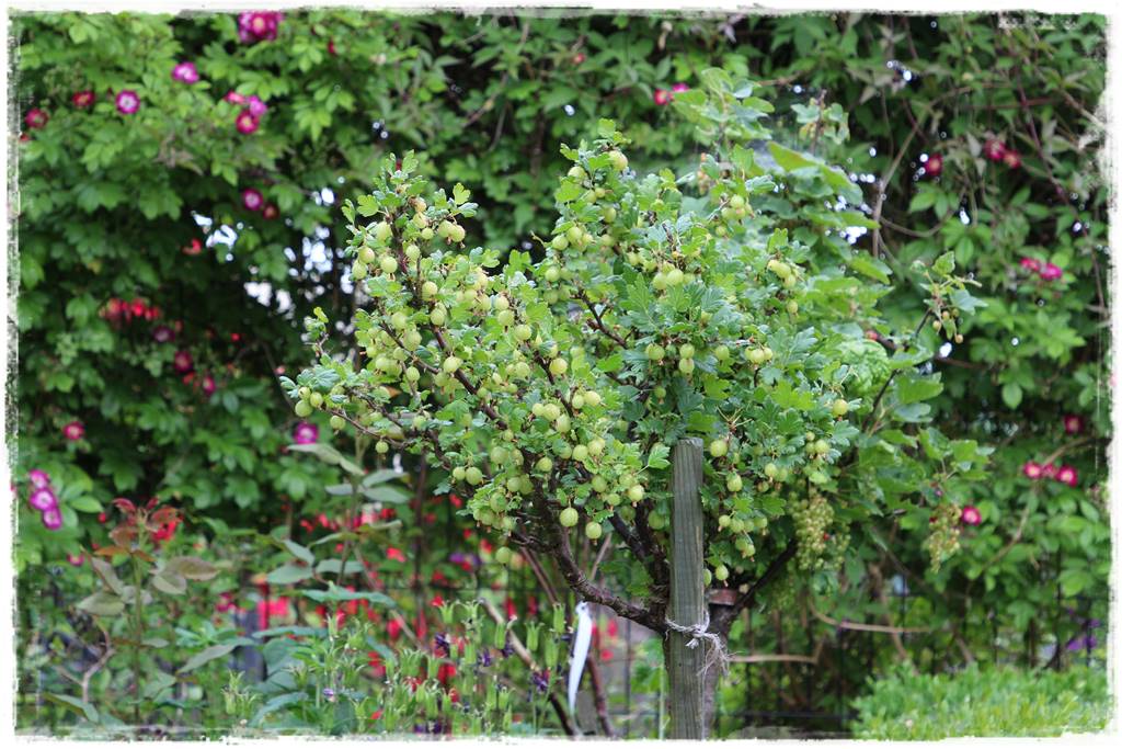 Ogród przy szeregówce 36