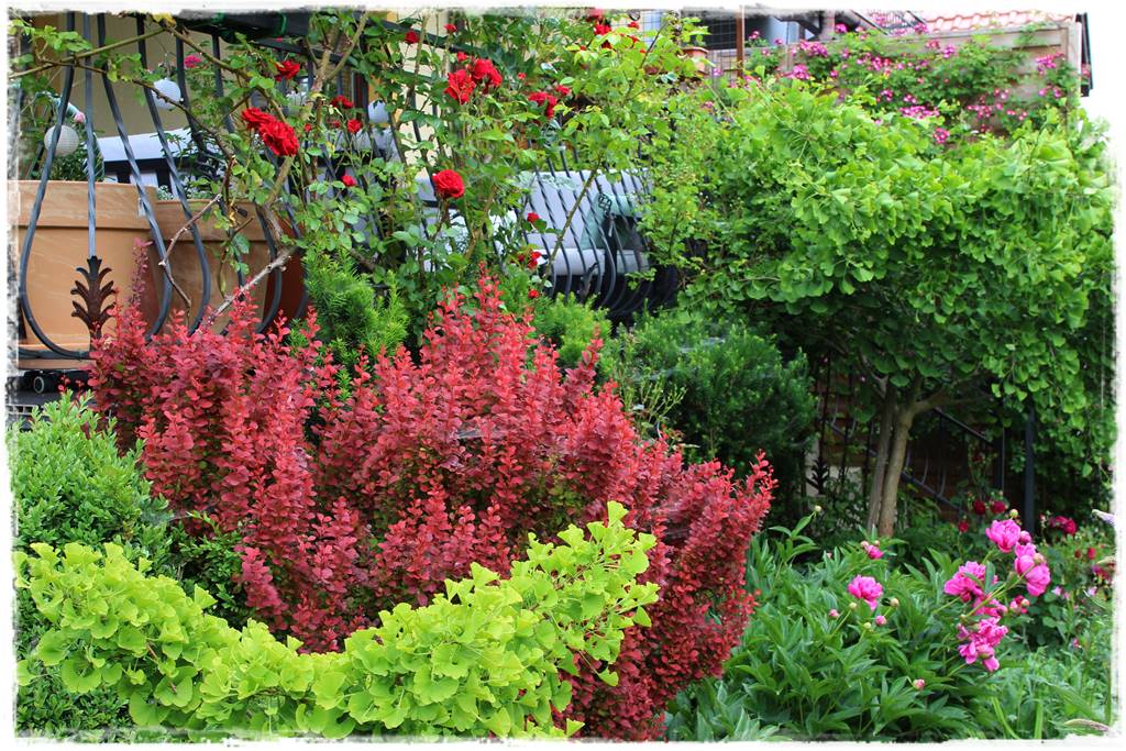 Ogród przy szeregówce 37