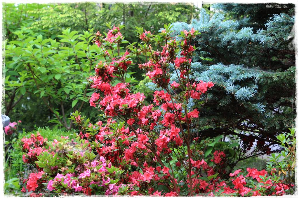 Ogród przy szeregówce 39