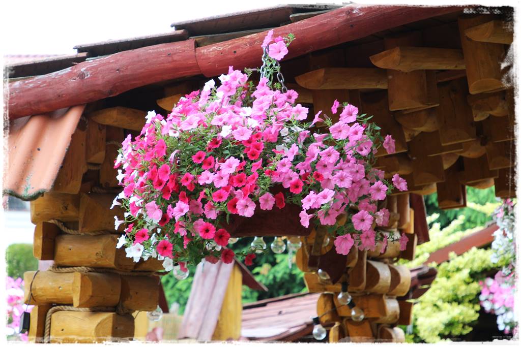 Ogród w stylu góralskim 48 Ogród w stylu góralskim 48