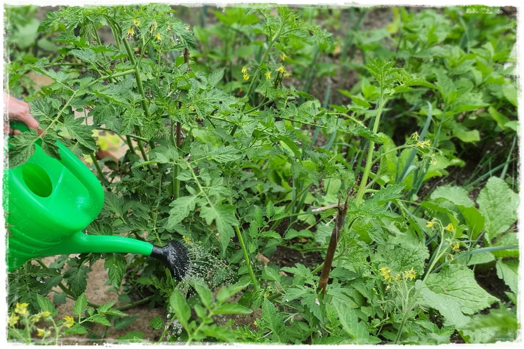 Podlewanie w upalne dni 11