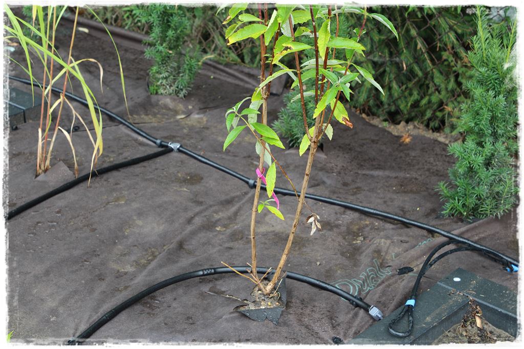 Podlewanie w upalne dni 19