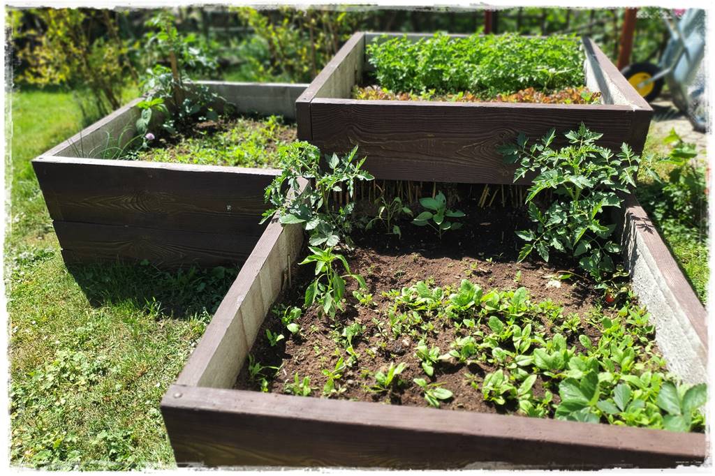 Podwyższone grządki betonowe 1