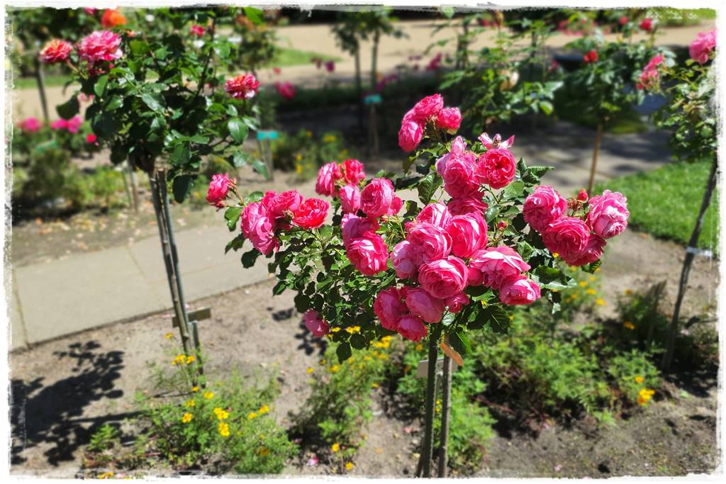 Róże niemieckie 117