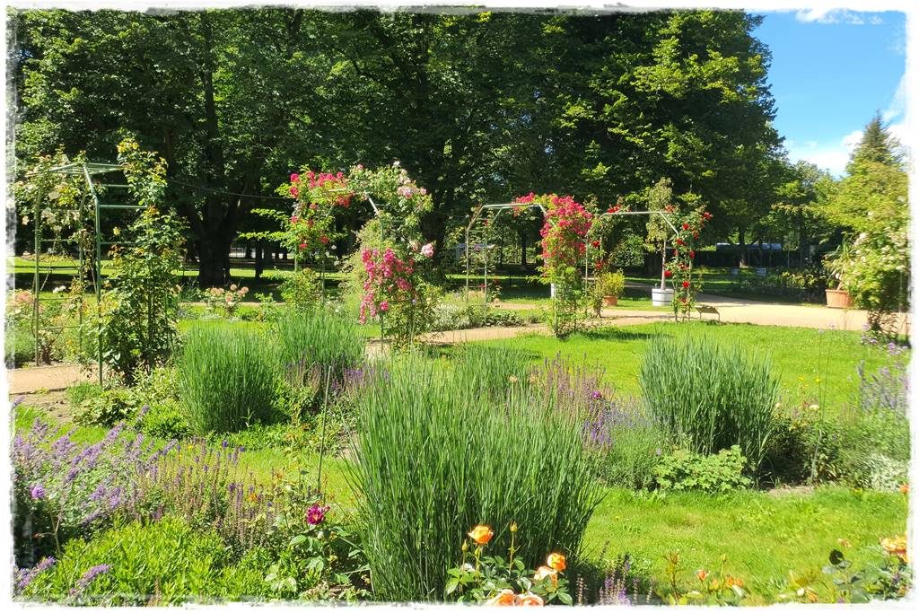 Róże niemieckie 72