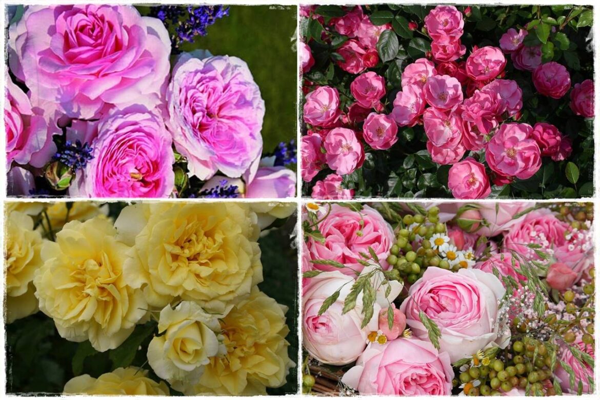 Róże parkowe w ogrodzie 0