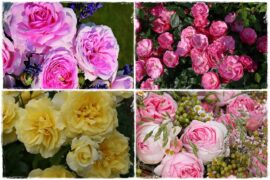 Róże parkowe w ogrodzie 0