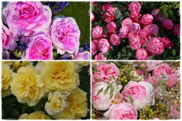 Róże parkowe w ogrodzie 0