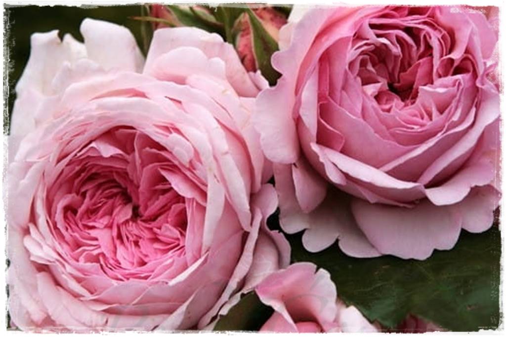 Róże parkowe w ogrodzie 10 Róże parkowe w ogrodzie 10