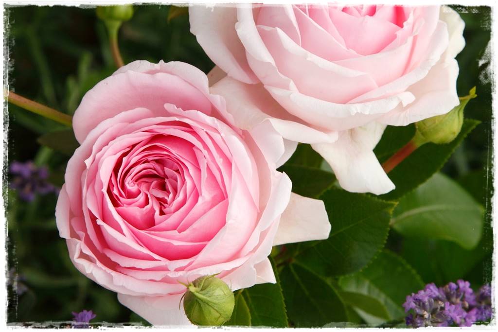 Róże parkowe w ogrodzie 100 Róże parkowe w ogrodzie 100