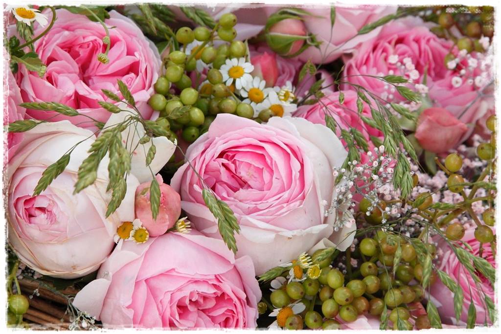 Róże parkowe w ogrodzie 100a Róże parkowe w ogrodzie 100a