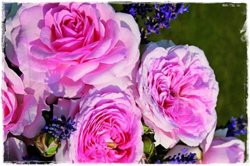 Róże parkowe w ogrodzie 10a Róże parkowe w ogrodzie 10a