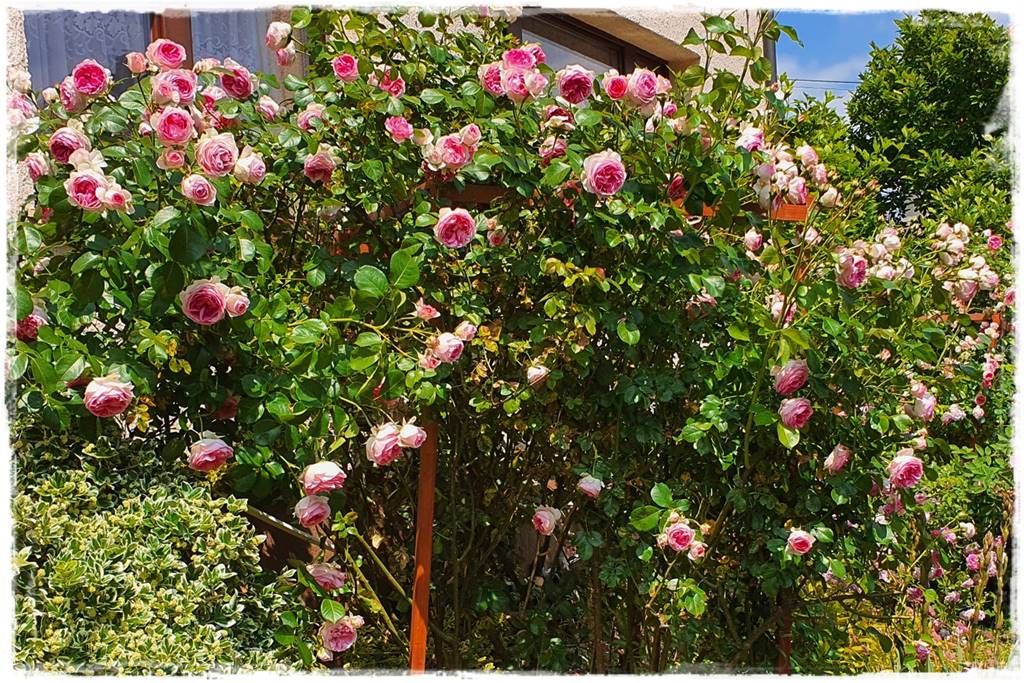 Róże parkowe w ogrodzie 2