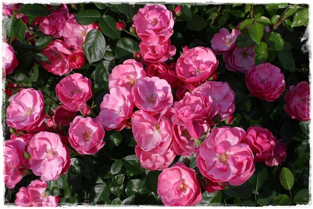 Róże parkowe w ogrodzie 20 Róże parkowe w ogrodzie 20