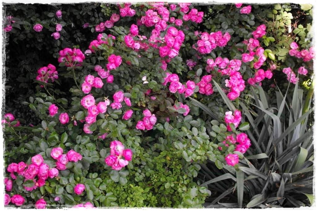 Róże parkowe w ogrodzie 20a Róże parkowe w ogrodzie 20a