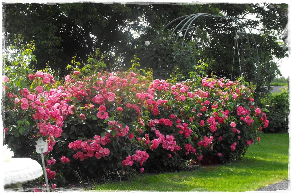 Róże parkowe w ogrodzie 3