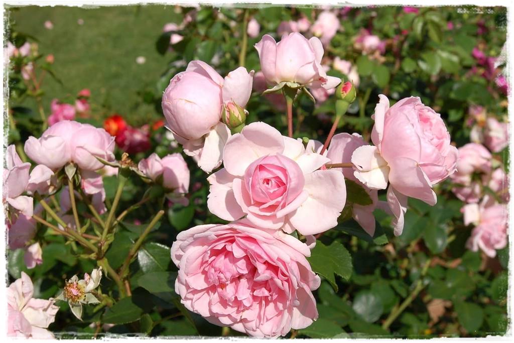 Róże parkowe w ogrodzie 30 Róże parkowe w ogrodzie 30